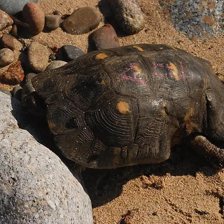 Chicca Di Francesca- Santa Teresa Konukevi Santa Teresa Gallura