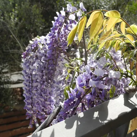 Chicca Di Francesca- Santa Teresa Konukevi Santa Teresa Gallura