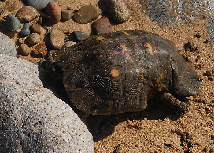 Chicca Di Francesca- Santa Teresa Konukevi Santa Teresa Gallura