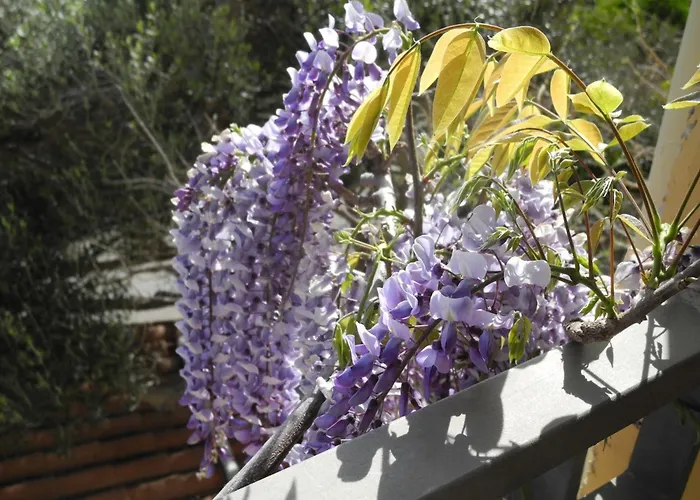 Chicca Di Francesca- Santa Teresa Konukevi Santa Teresa Gallura
